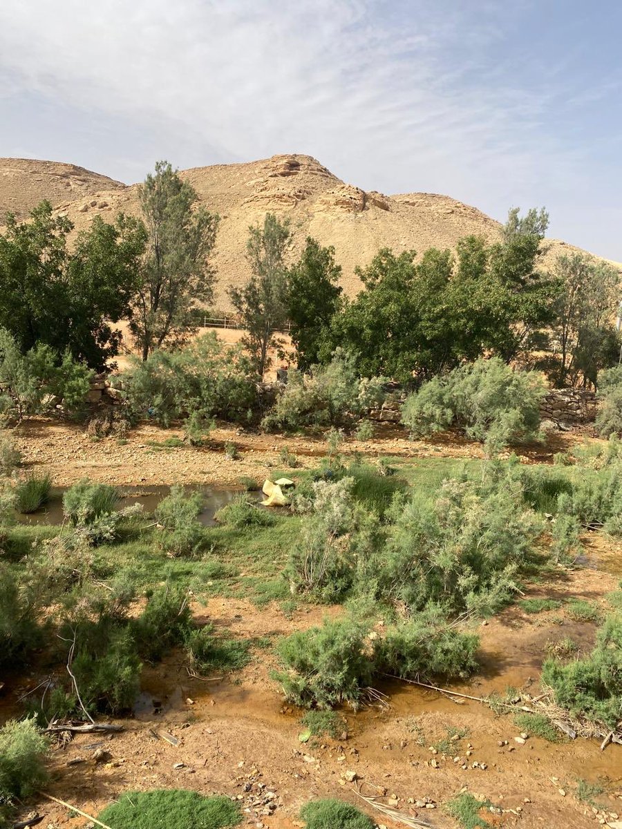 ابن لعبون tweet media