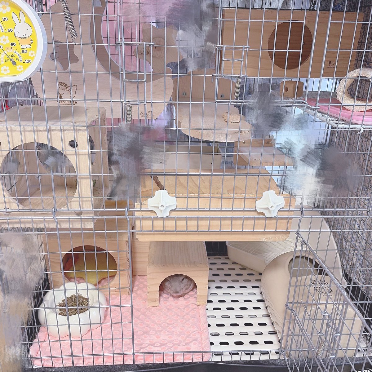 🆕໒꒱ tweet media