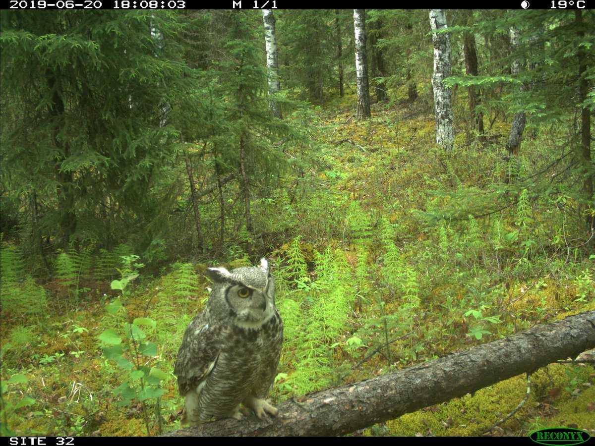 trailcam tweet media