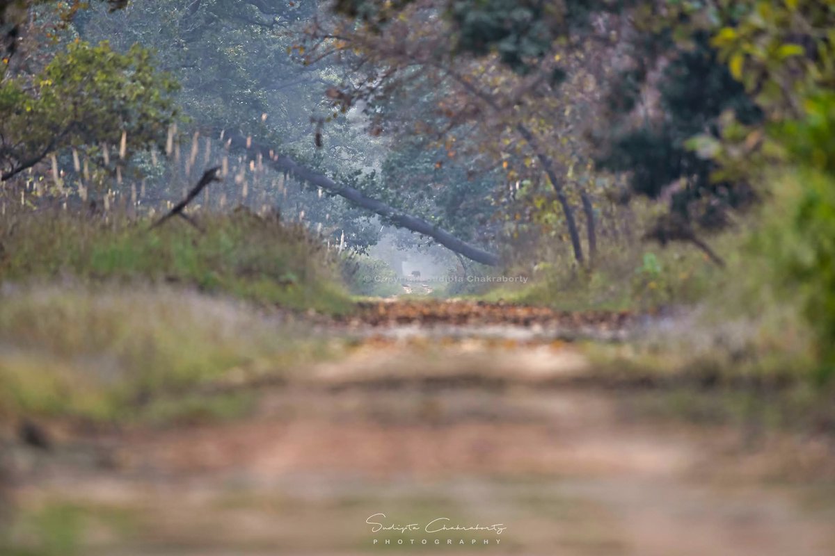 Sudipta Chakraborty Photography tweet media