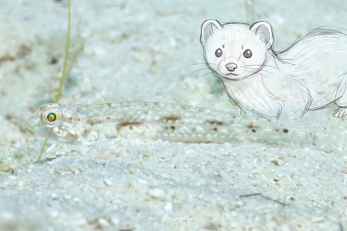 風裏 | 僕のだいびんぐらむ tweet media