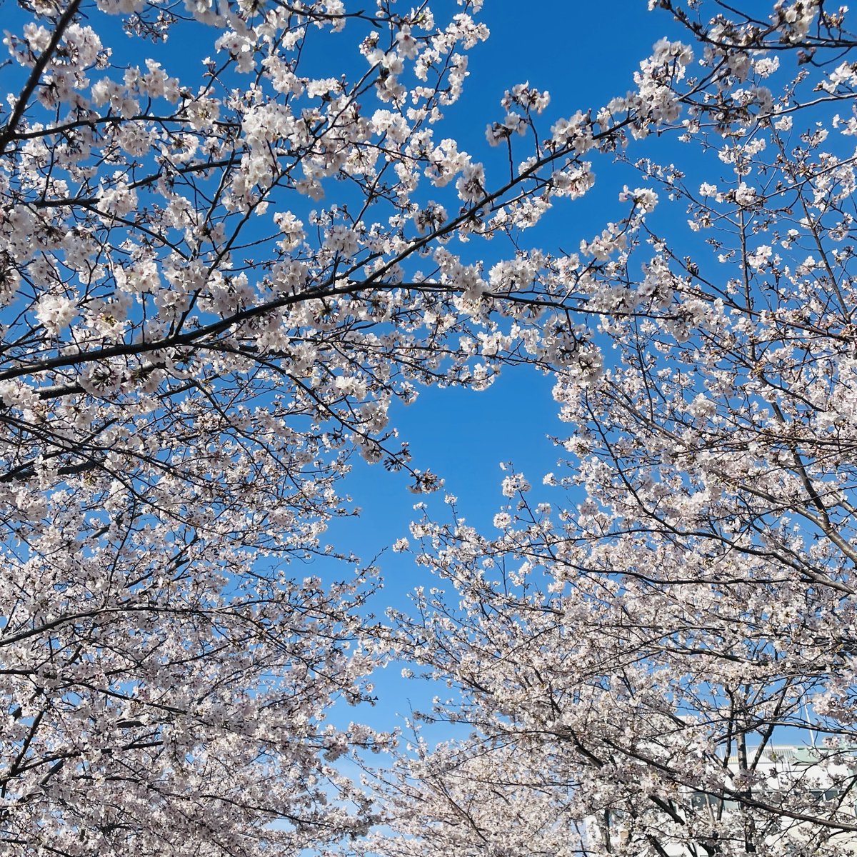 ジョンKIRI tweet media