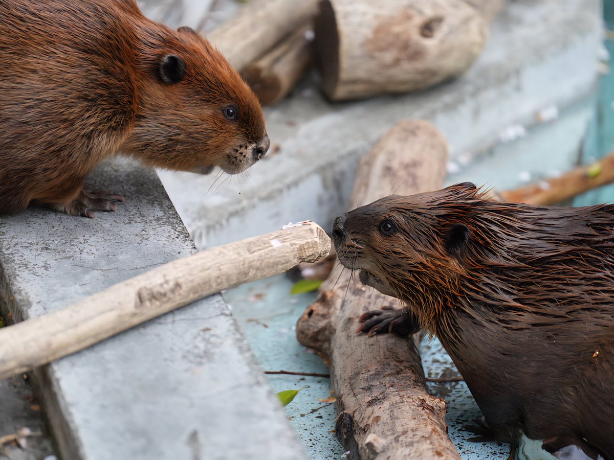 cotsubu4's tweet photo. すいすやちゃん❤️
(2026.4.9📷)

#アメリカビーバー　#beaver
#すいすい　#すやすや
#羽村市動物公園
#ヒノトントンzoo https://t.co/OY2cJ99RN6