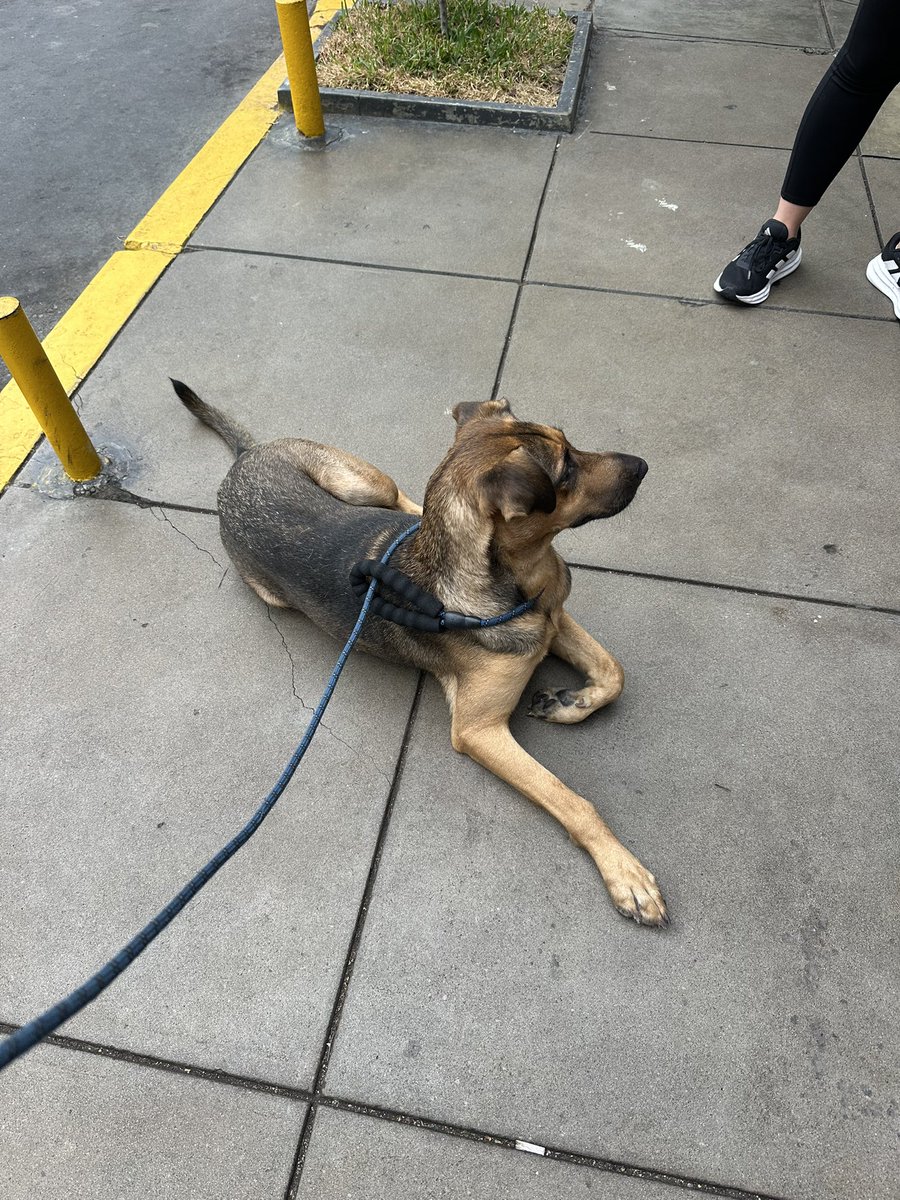 jimena ledgard tweet media