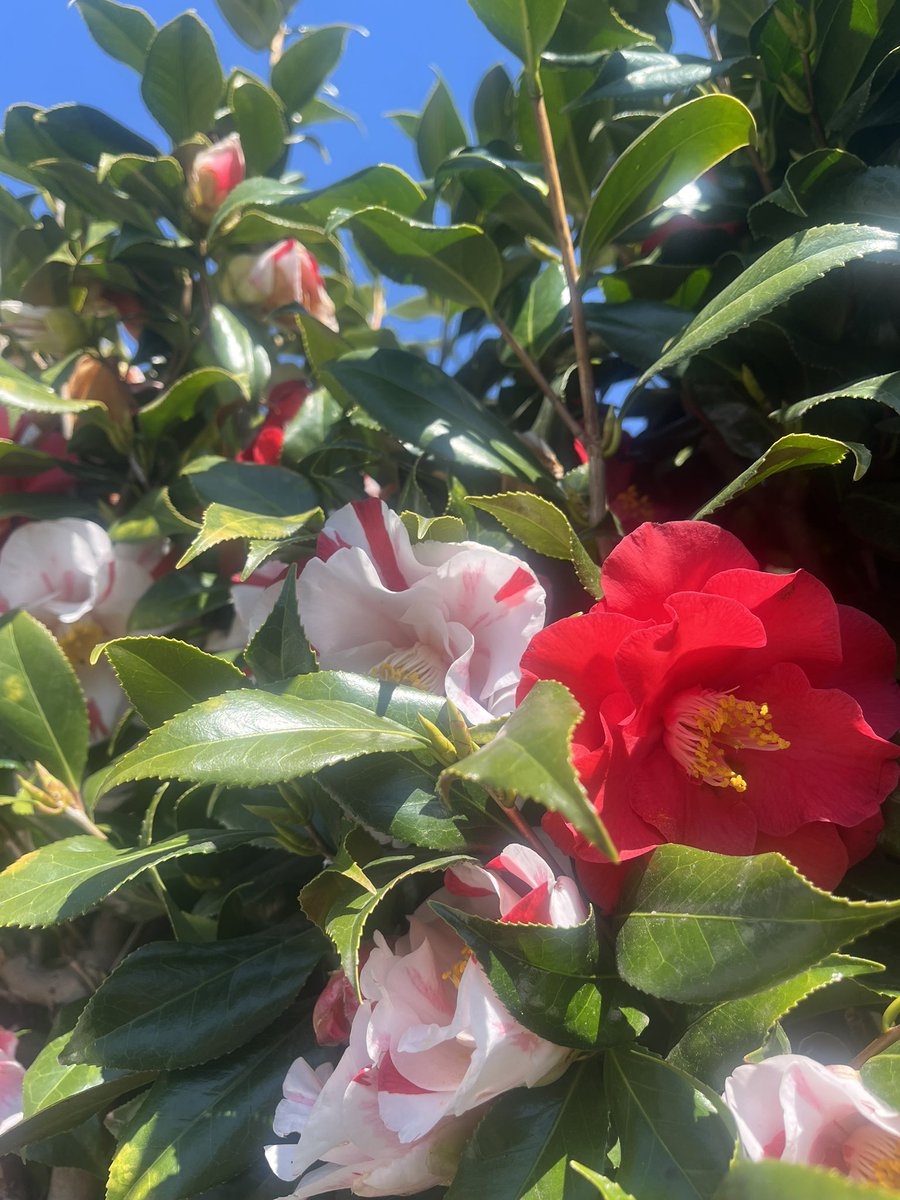 眠過ぎる燕🛌 tweet media