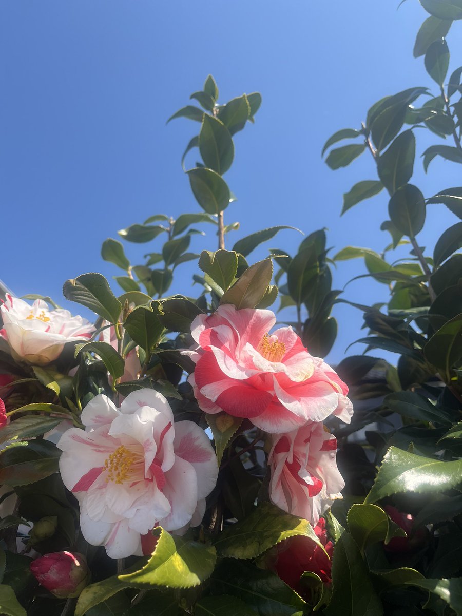 眠過ぎる燕🛌 tweet media