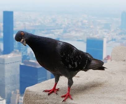 Hunt (PigeonArc) tweet media