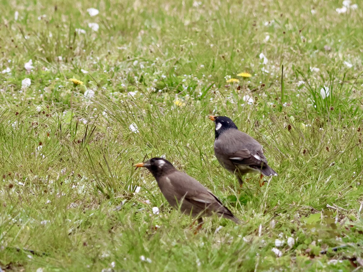 🎐🌻ゆーひん🌻🎐 tweet media