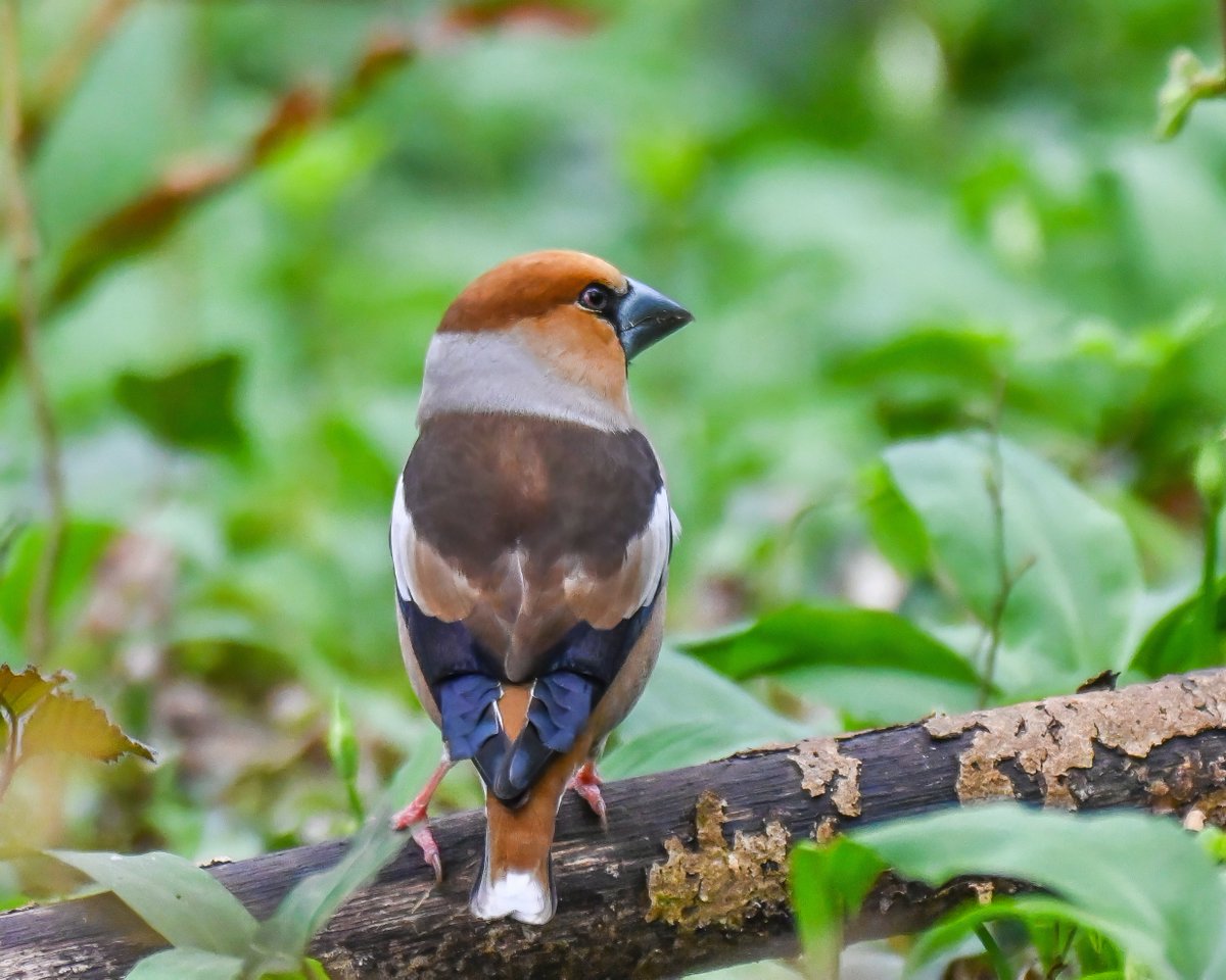 Frank Sengpiel 👨🏼‍🔬🧠🌵🦋🦉🦊🌺 tweet media