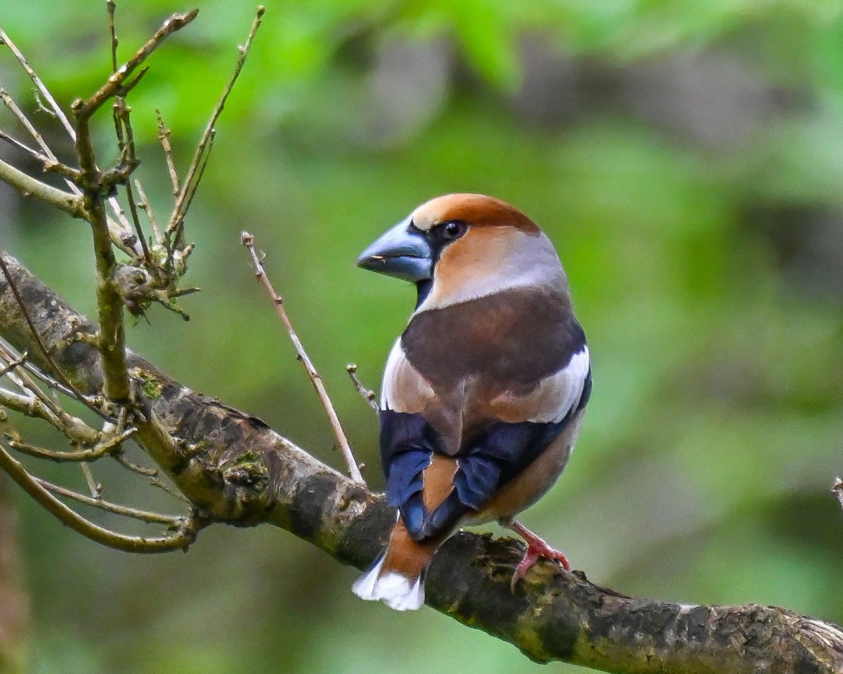 Frank Sengpiel 👨🏼‍🔬🧠🌵🦋🦉🦊🌺 tweet media