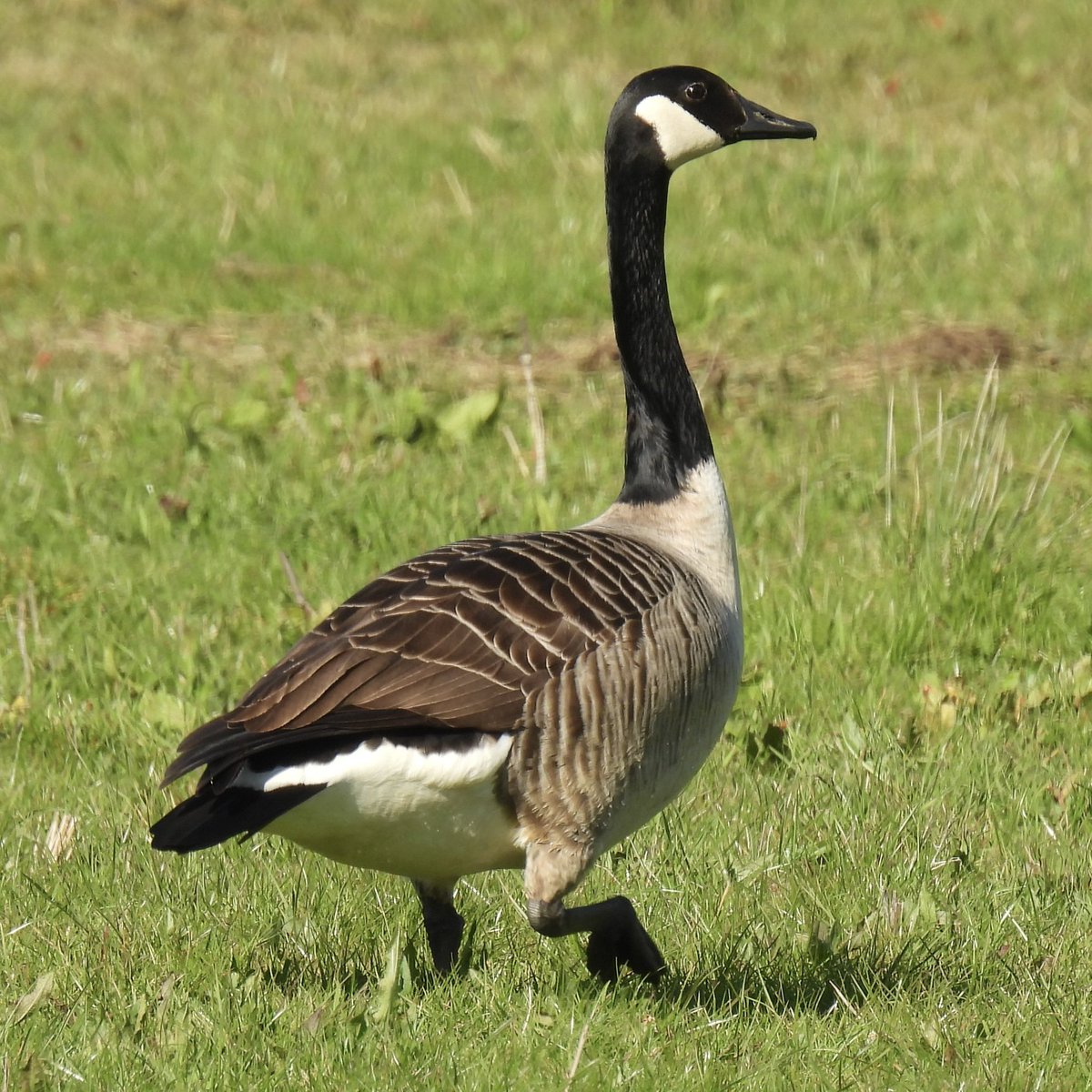 Palumbus_Pics's tweet image. Canada goose hanging out in a field #canadagoose #birds #naturephotography
