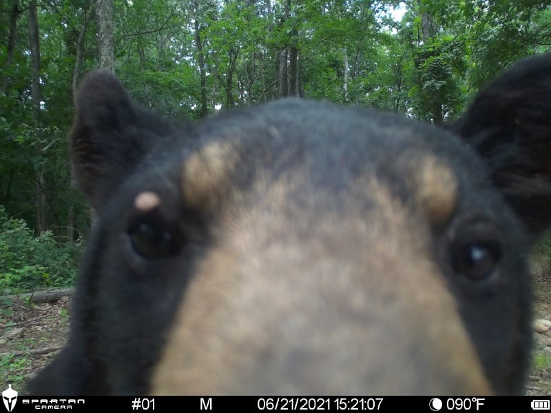 trailcam tweet media
