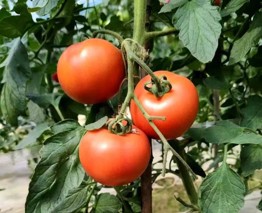 Muhammad Raees tweet media