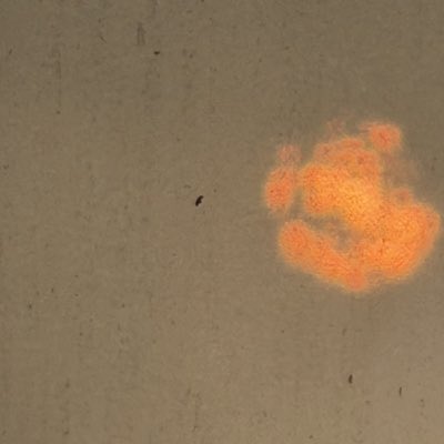 Thomas Hund tweet media