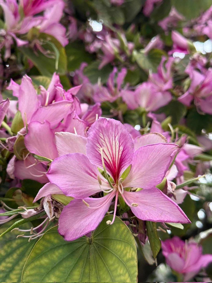 𝑩𝒖𝒔𝒉𝒓𝒂 📚 tweet media