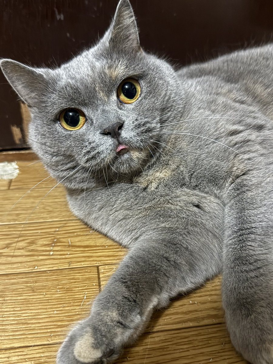 我が家の気性の荒いお嬢さんは振り上げた拳をおろせる子なので私を殺そうと拳を振り上げるも｢愛猫ちゃん！私だよ！？殺すの！？｣と言うと｢…………あ？｣とチョンっと私に触って｢………………お前か｣の顔をしてくれる