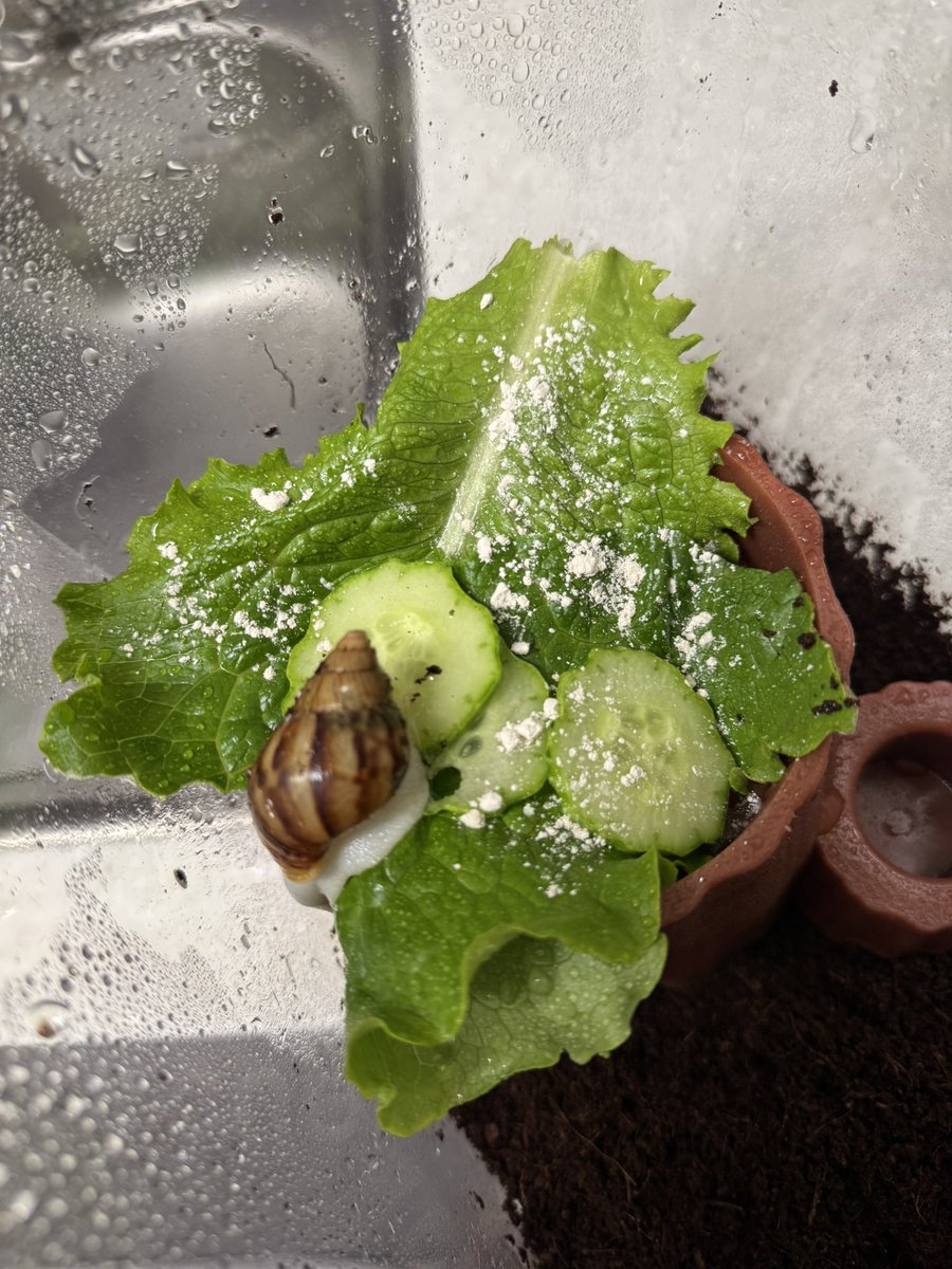 미틈달 초닷새🌱 tweet media