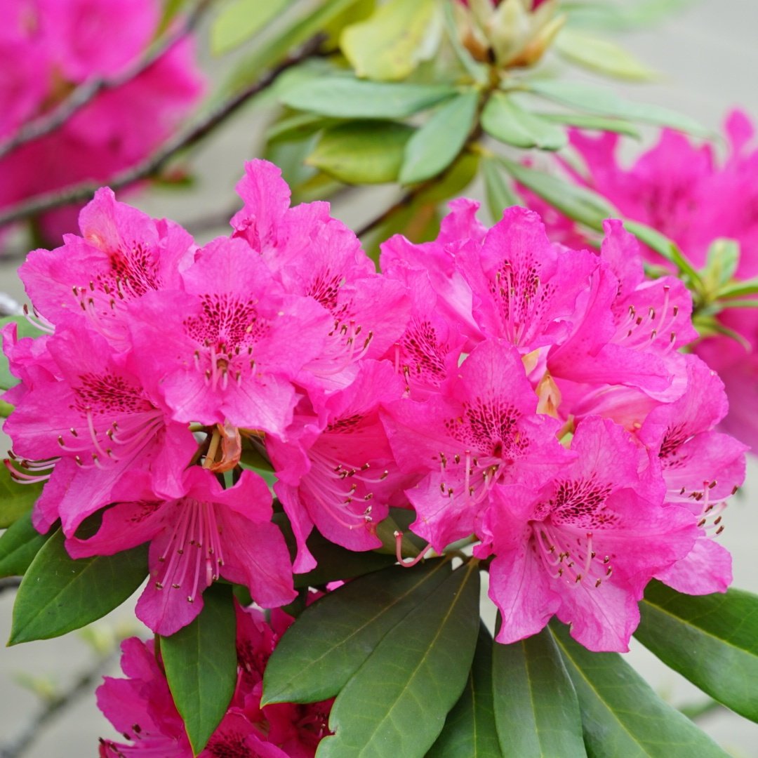 やっしー🍊養生あみぐるみ師🍊 tweet media