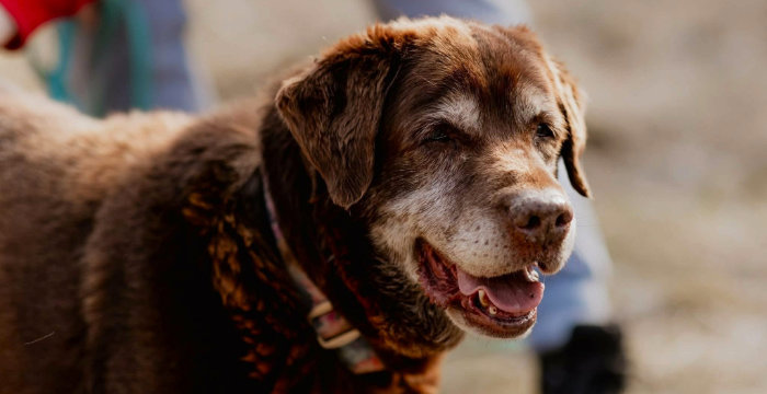 LabradoryOrg's tweet image. PILNIE szukamy miejsca, gdzie sunia będzie mogła odzyskać radość i w spokoju spędzić jesień życia. ❤️
Więcej: adopcje.labradory.org/pralinka/
tel: 573981988, 510957071 #labradoryorg #labradorydoadopcji #labrador #labradorretriever #adoptujpsa #domtymczasowy