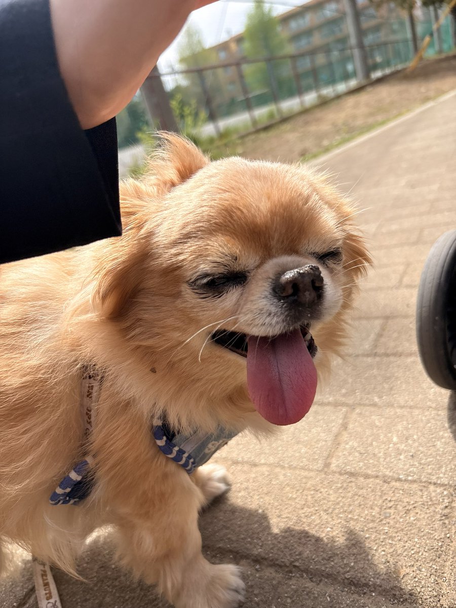 くどみ(みそ) tweet media