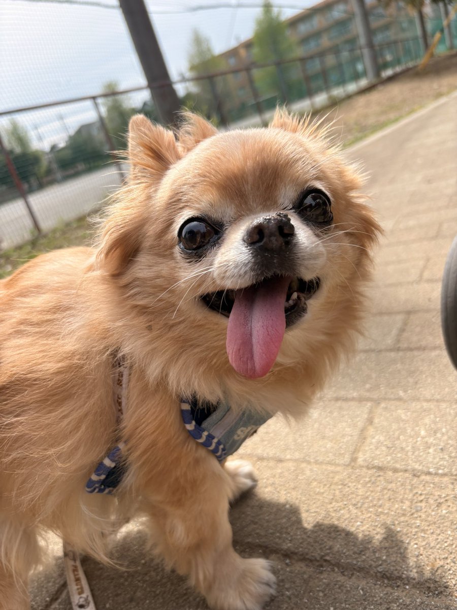 くどみ(みそ) tweet media