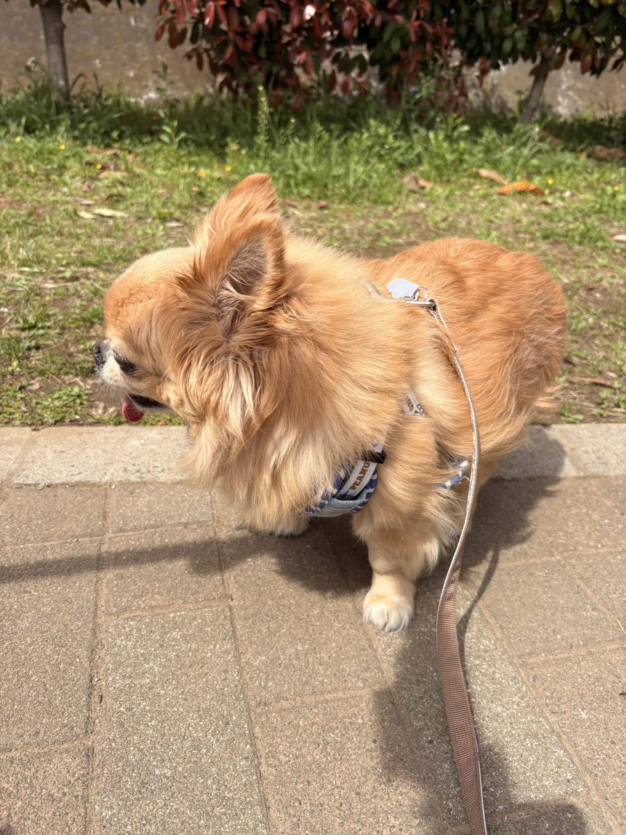 くどみ(みそ) tweet media