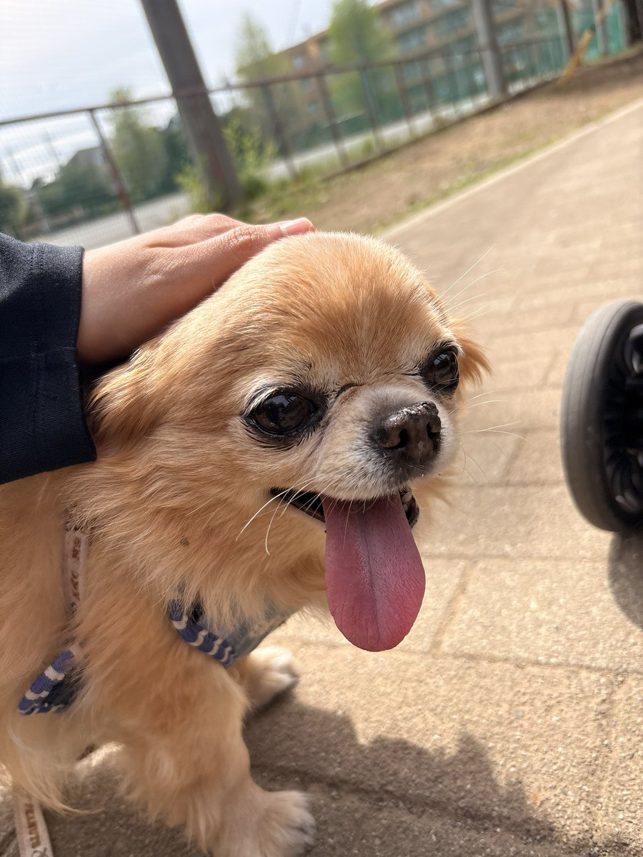 くどみ(みそ) tweet media