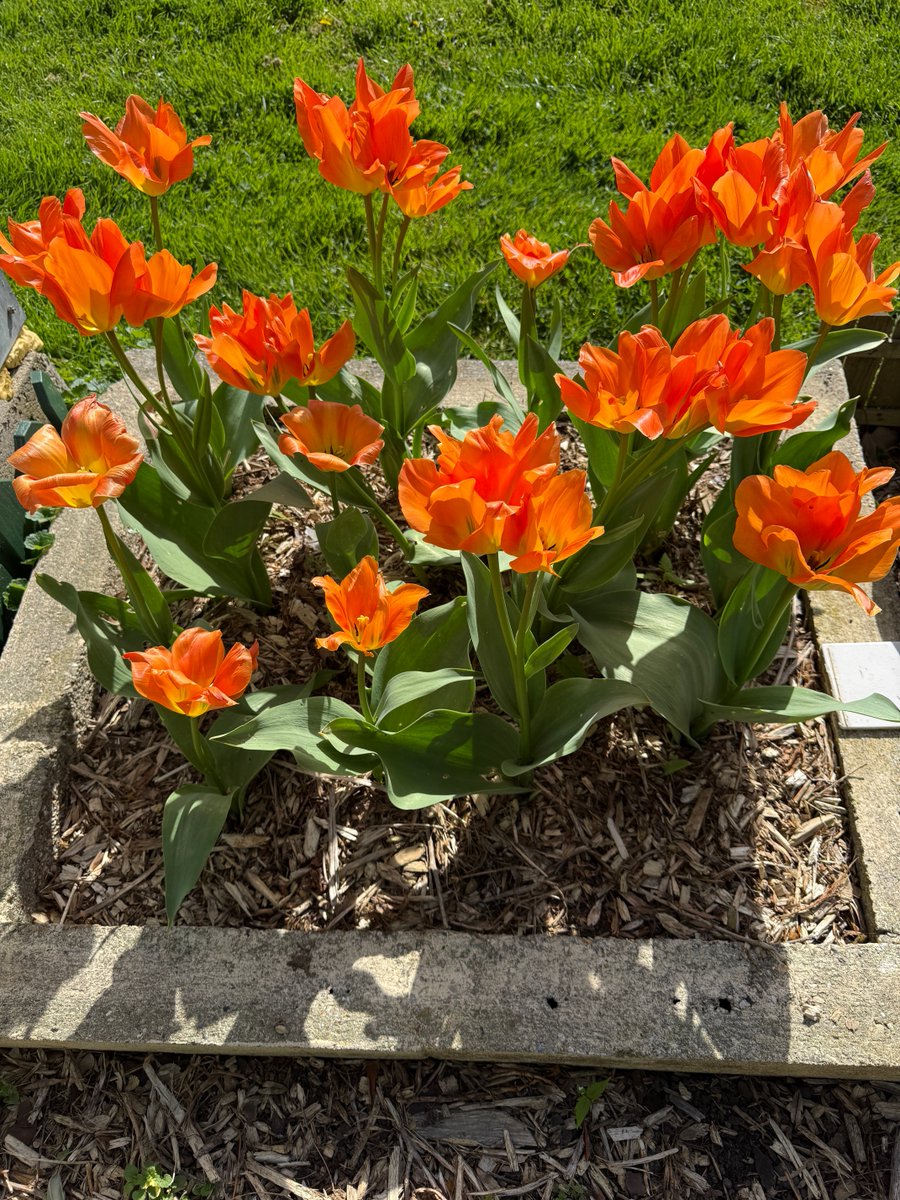 davetherave1947's tweet image. My blipfoto today #Springtime garden France