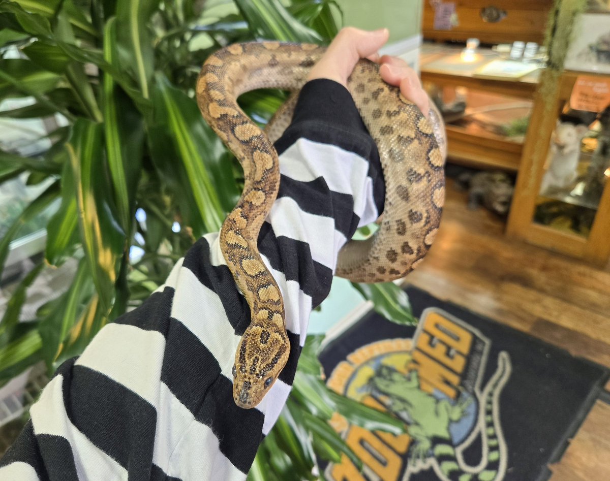 爬虫類専門店【𝙳𝙸𝚉𝚉𝚈 𝙿𝙾𝙸𝙽𝚃】東京第002225 tweet media