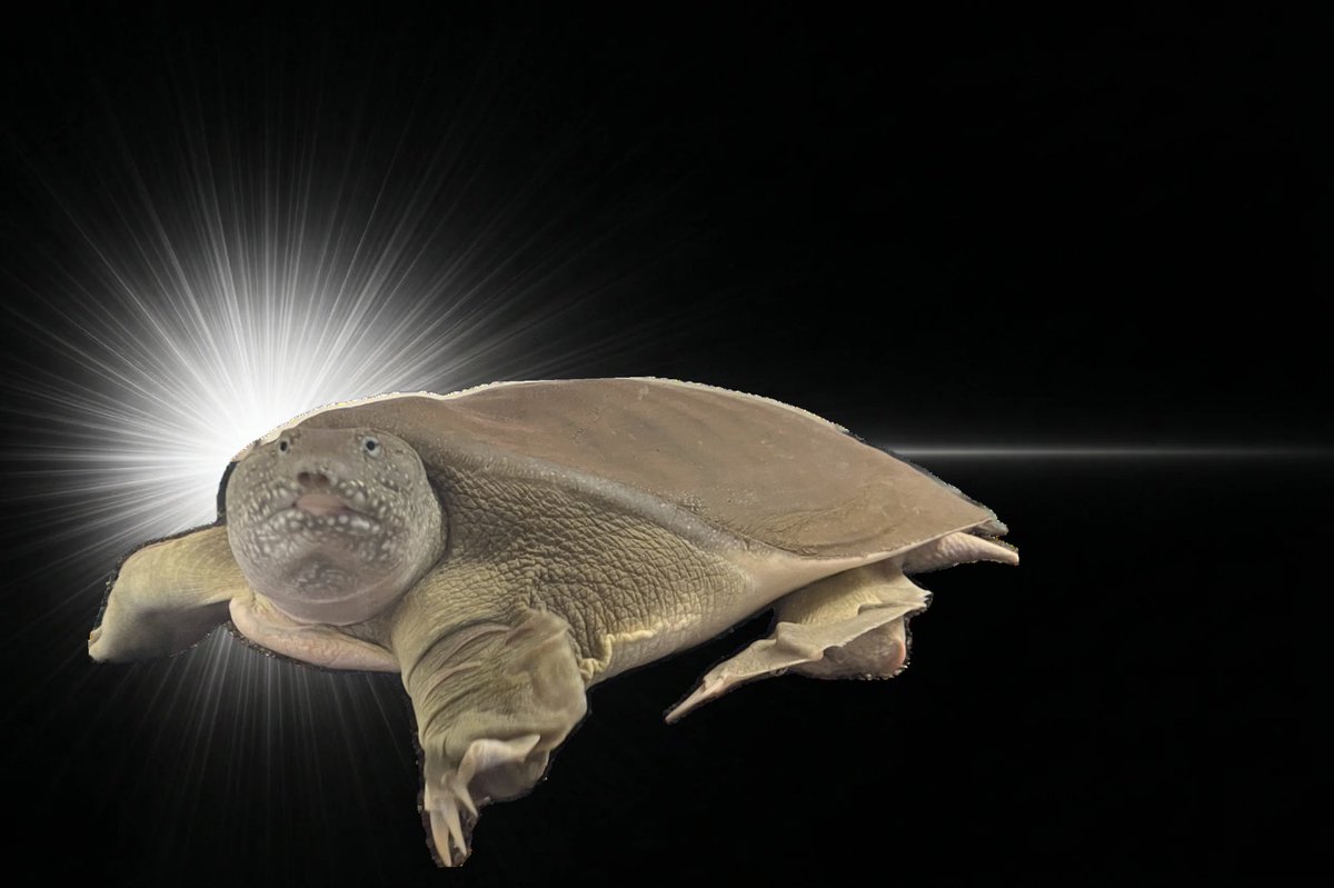 ぽむすけ🌴 tweet media