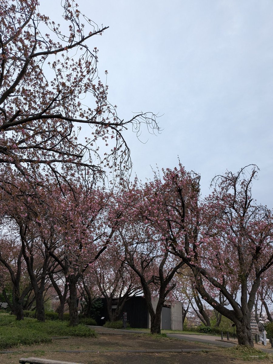 ピンクはパンク tweet media