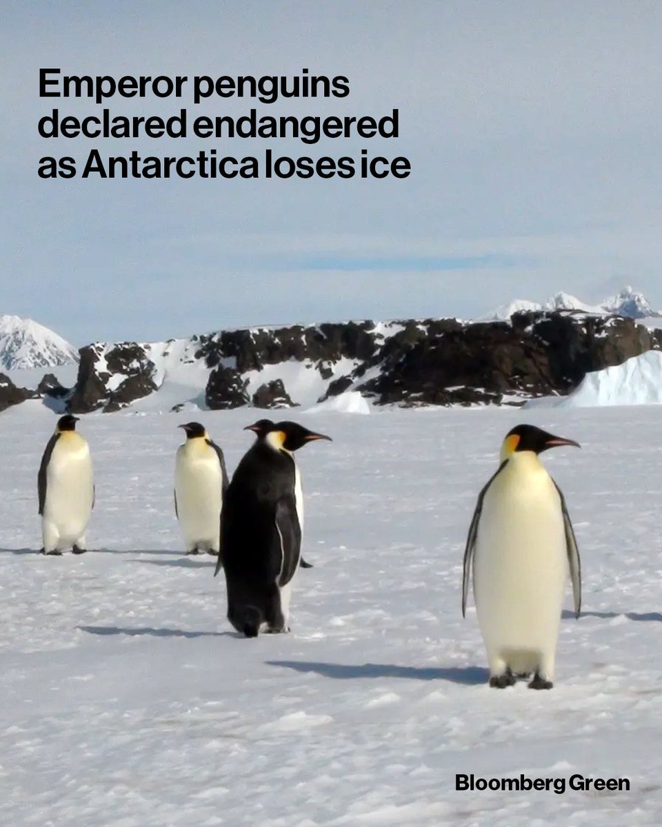 Bloomberg tweet media