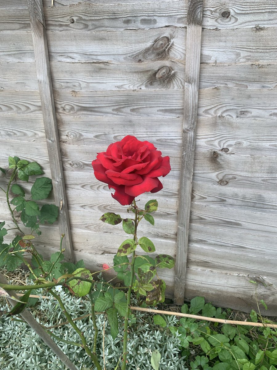 M0JEC's tweet photo. @DailyPicTheme2 This #Rose always has a #florish in our #garden, the last picture is from the year we transferred it when we moved back in 2019 (you can see the old stem we used to support it while it recovered) https://t.co/NphfqWPmA3