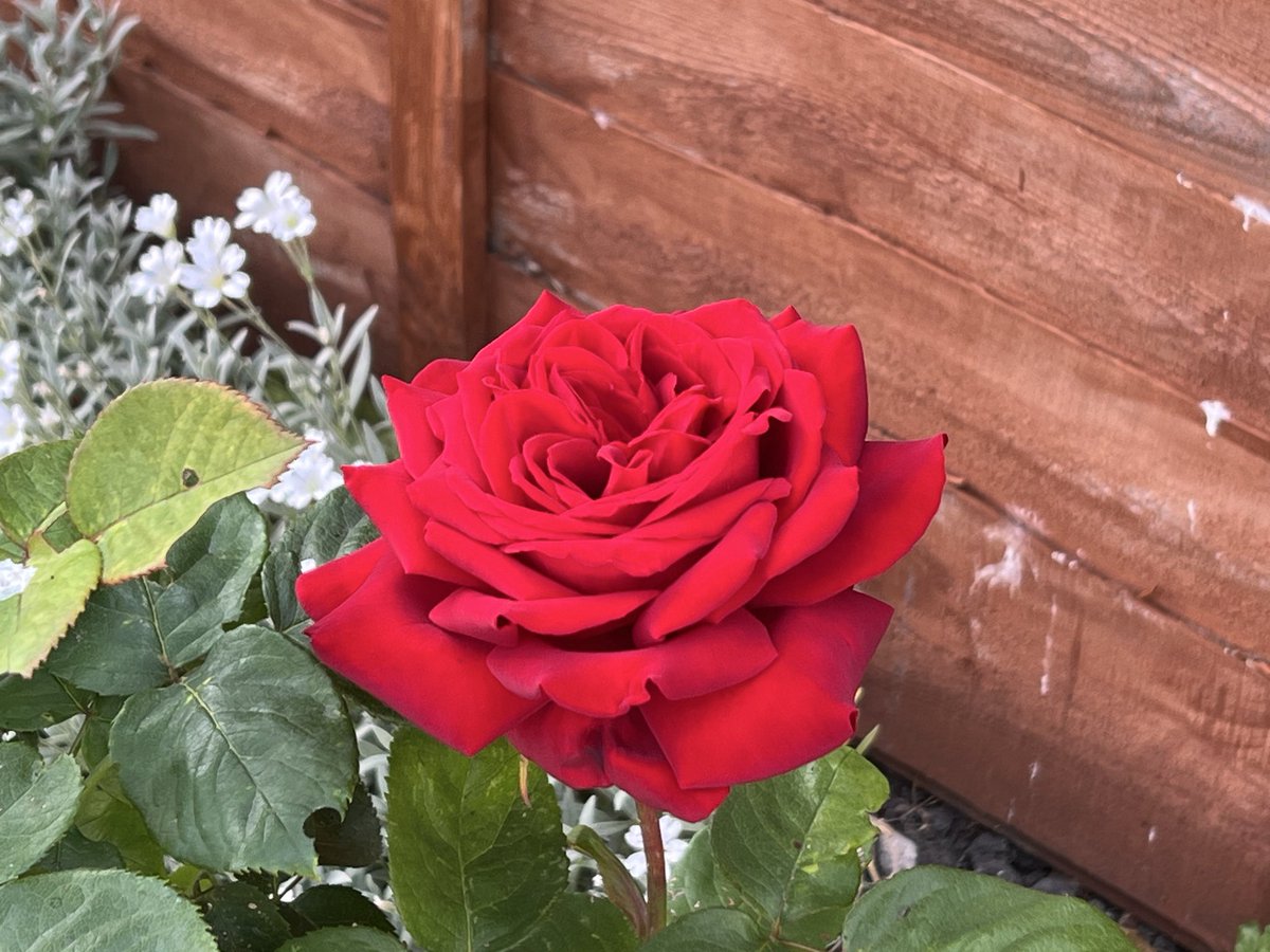M0JEC's tweet photo. @DailyPicTheme2 This #Rose always has a #florish in our #garden, the last picture is from the year we transferred it when we moved back in 2019 (you can see the old stem we used to support it while it recovered) https://t.co/NphfqWPmA3