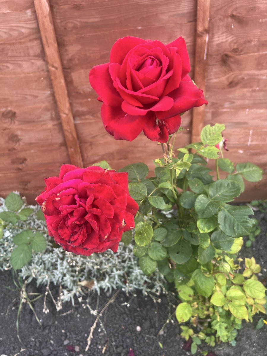 M0JEC's tweet photo. @DailyPicTheme2 This #Rose always has a #florish in our #garden, the last picture is from the year we transferred it when we moved back in 2019 (you can see the old stem we used to support it while it recovered) https://t.co/NphfqWPmA3