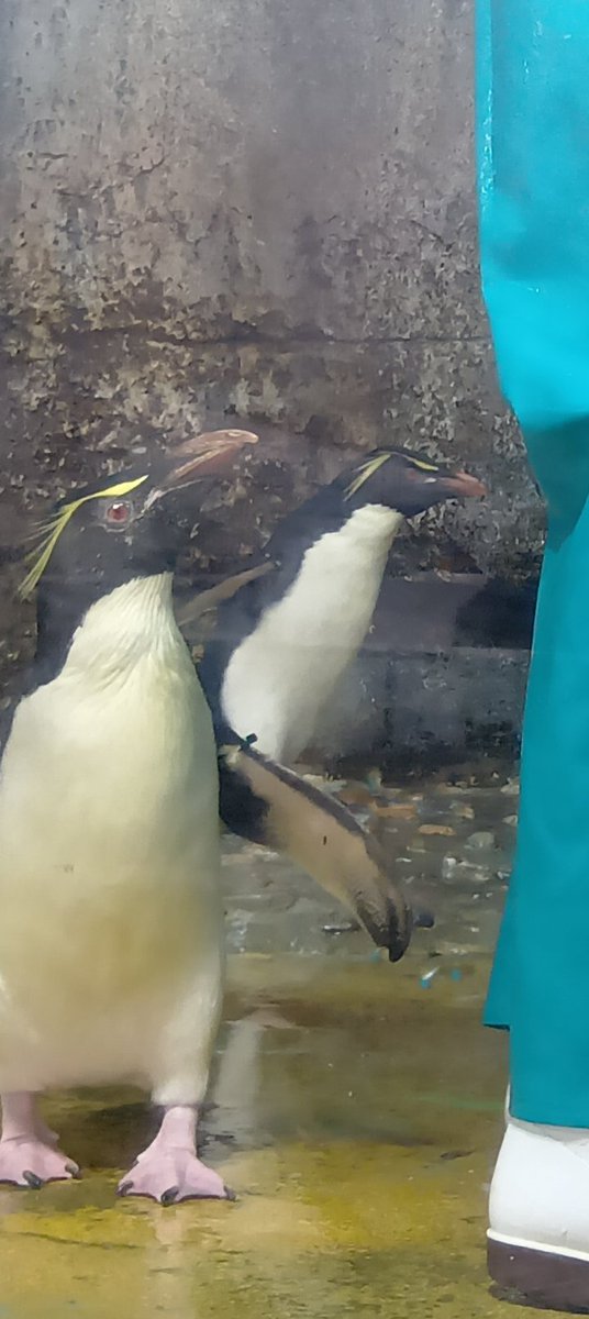 来世はペンギンがいい人 tweet media