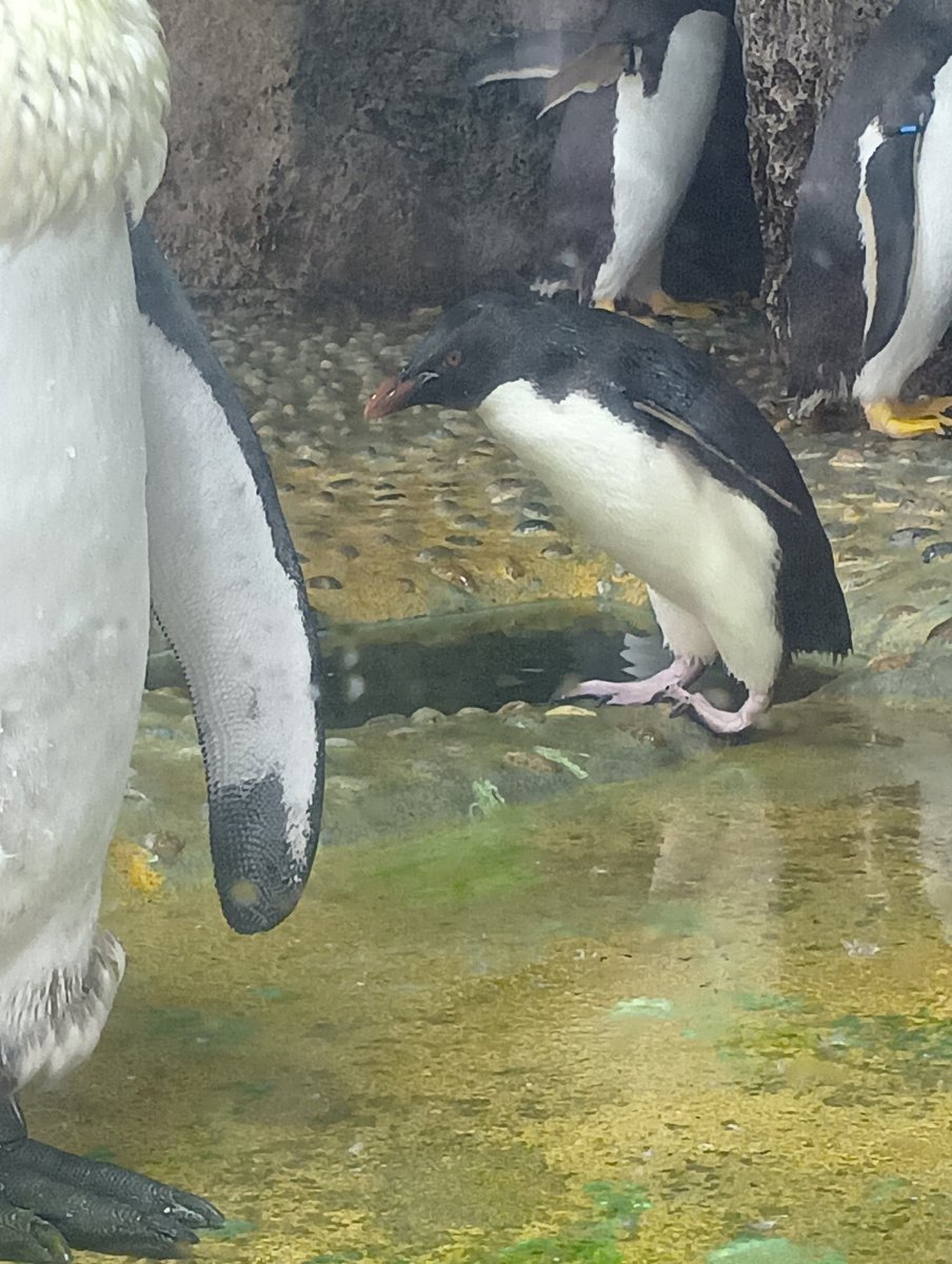 来世はペンギンがいい人 tweet media
