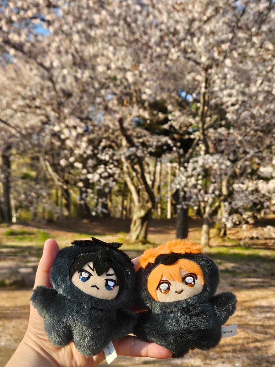MR_WR_'s tweet photo. 🫳🫳카게야마와 히나타 🌸 https://t.co/VXpWsVYqQ4