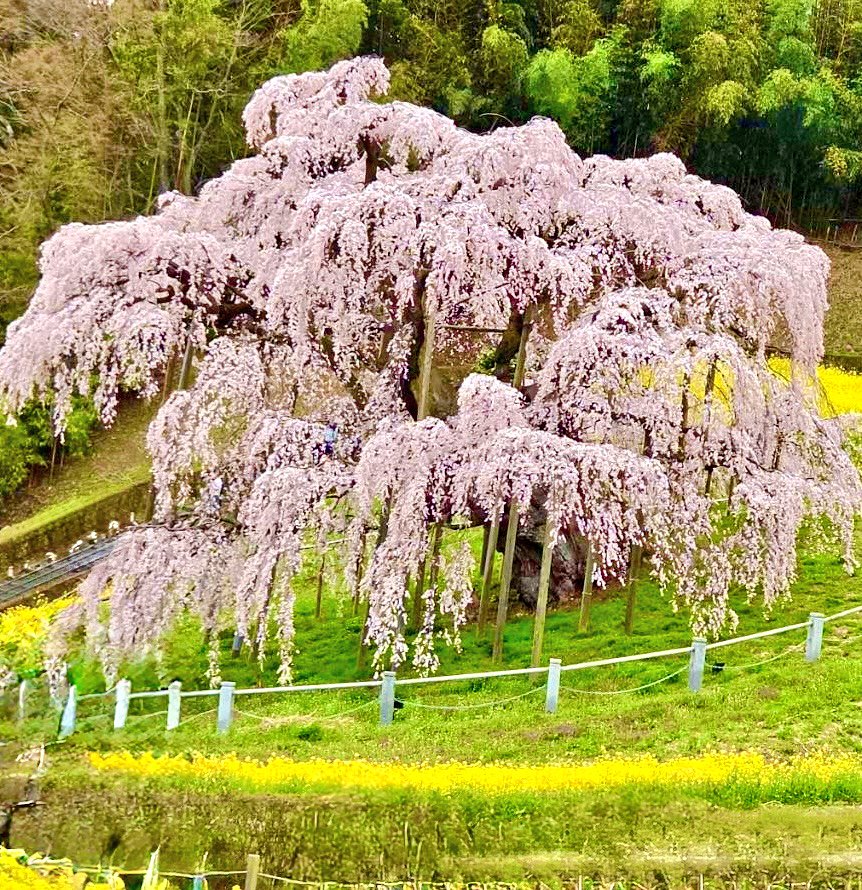 tetsuro0's tweet photo. 1000年生きた桜だよ、フリーレン。 https://t.co/TdnaZ87N52