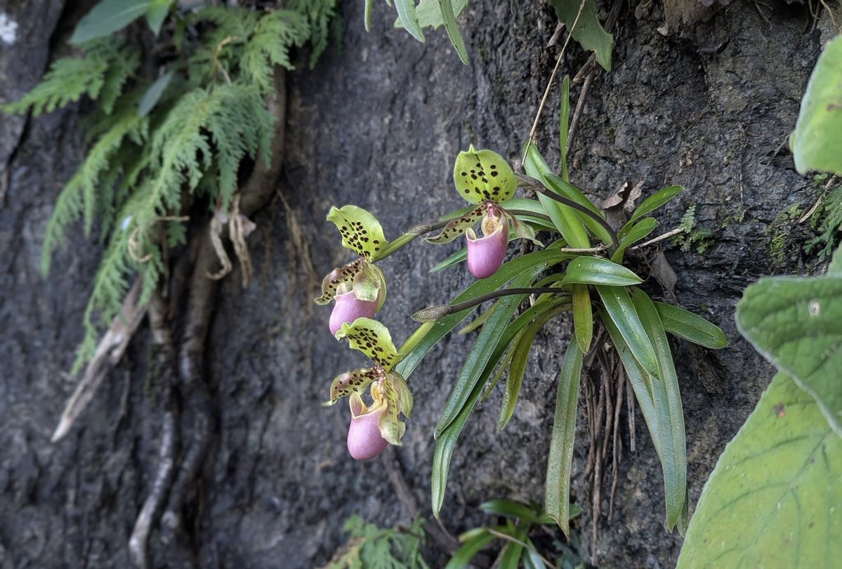 Cong Phan tweet media