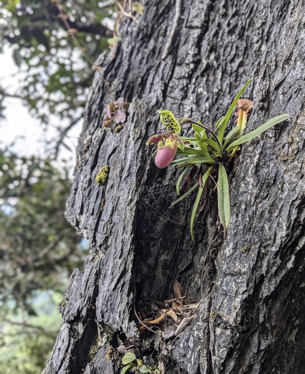 Cong Phan tweet media