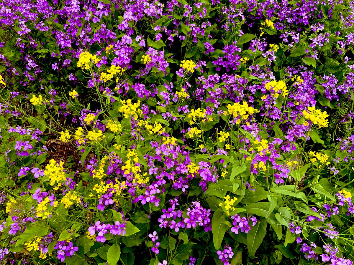 ℳ𝒶𝓇𝒾ℯ໒꒱⋆ﾟ tweet media