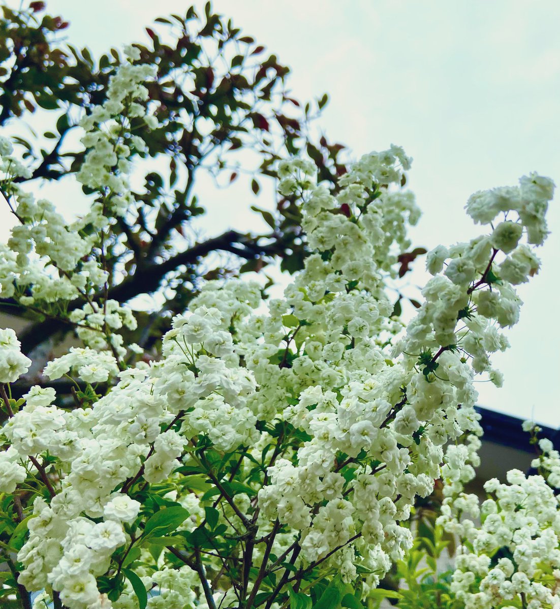 ℳ𝒶𝓇𝒾ℯ໒꒱⋆ﾟ tweet media