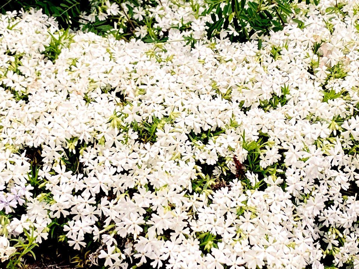 ℳ𝒶𝓇𝒾ℯ໒꒱⋆ﾟ tweet media