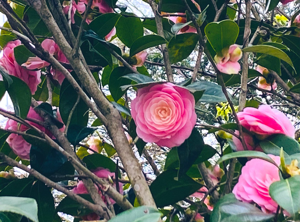 ℳ𝒶𝓇𝒾ℯ໒꒱⋆ﾟ tweet media