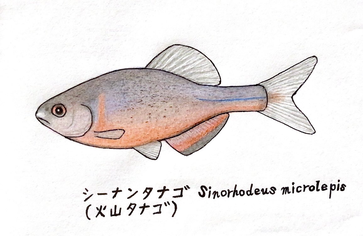 シーラカワスの鱗とサメ🦈 tweet media