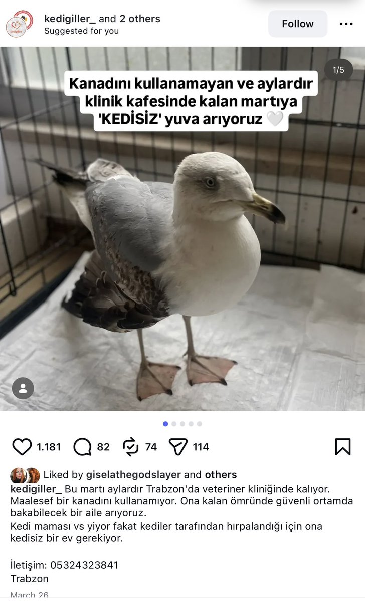 Lilibeth Selin 🍓 Coco Simge 🥥 Rosie Seda🍪 tweet media