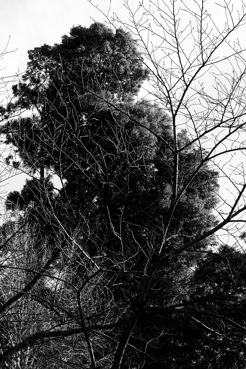 DaSoda23's tweet photo. 円覚寺の木
#photo #japan #kamakura https://t.co/iJRe2IZCuR