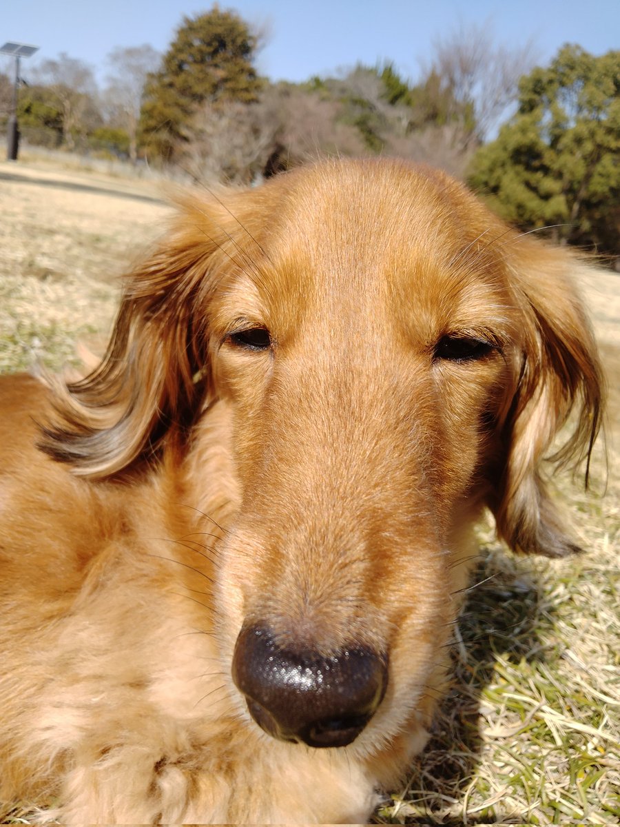 笑福亭里光 tweet media