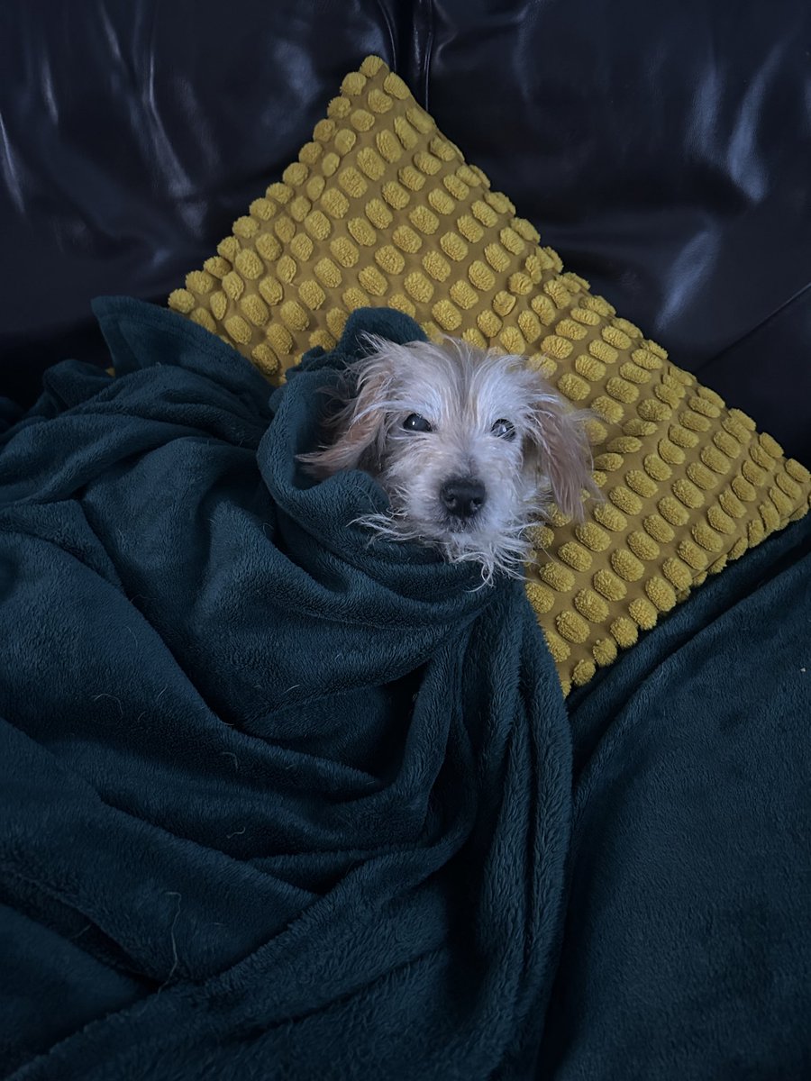 Ian Cosgrove tweet media